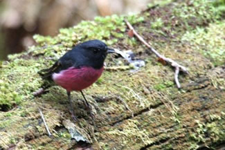 Zwartroze vliegenvanger - Petroica rodinogaster Zwartroze vliegenvanger - Petroica rodinogaster